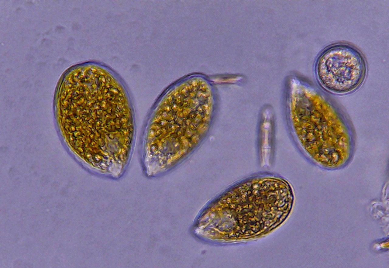 Ostreopsis ovata, la sentinella del Mediterraneo che cambia
